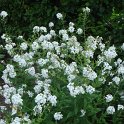 Hesperis matronalis var.alba